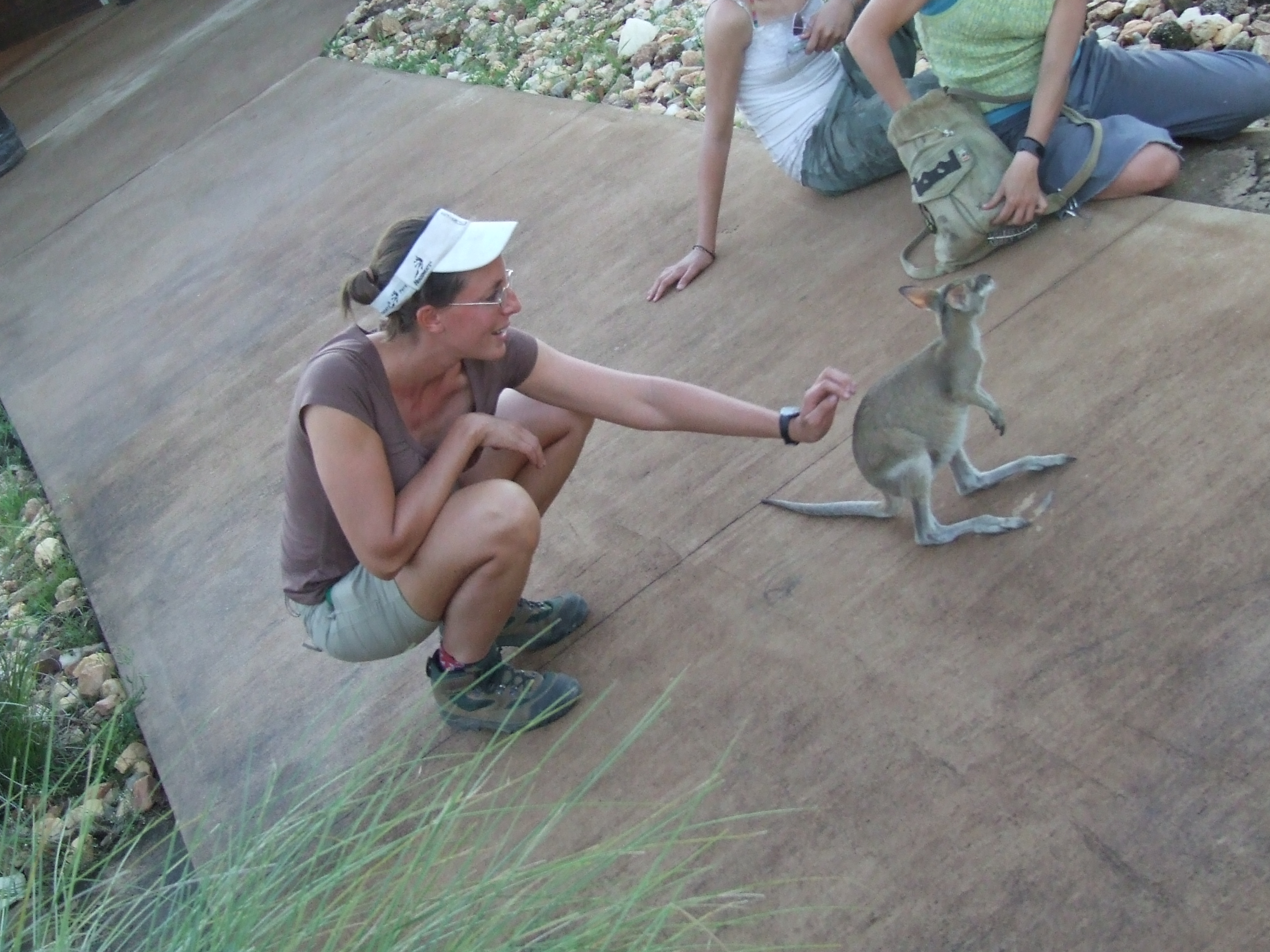 I can haz baby wallaby