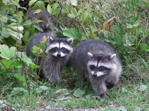 A trio of Stanley Park racoons.